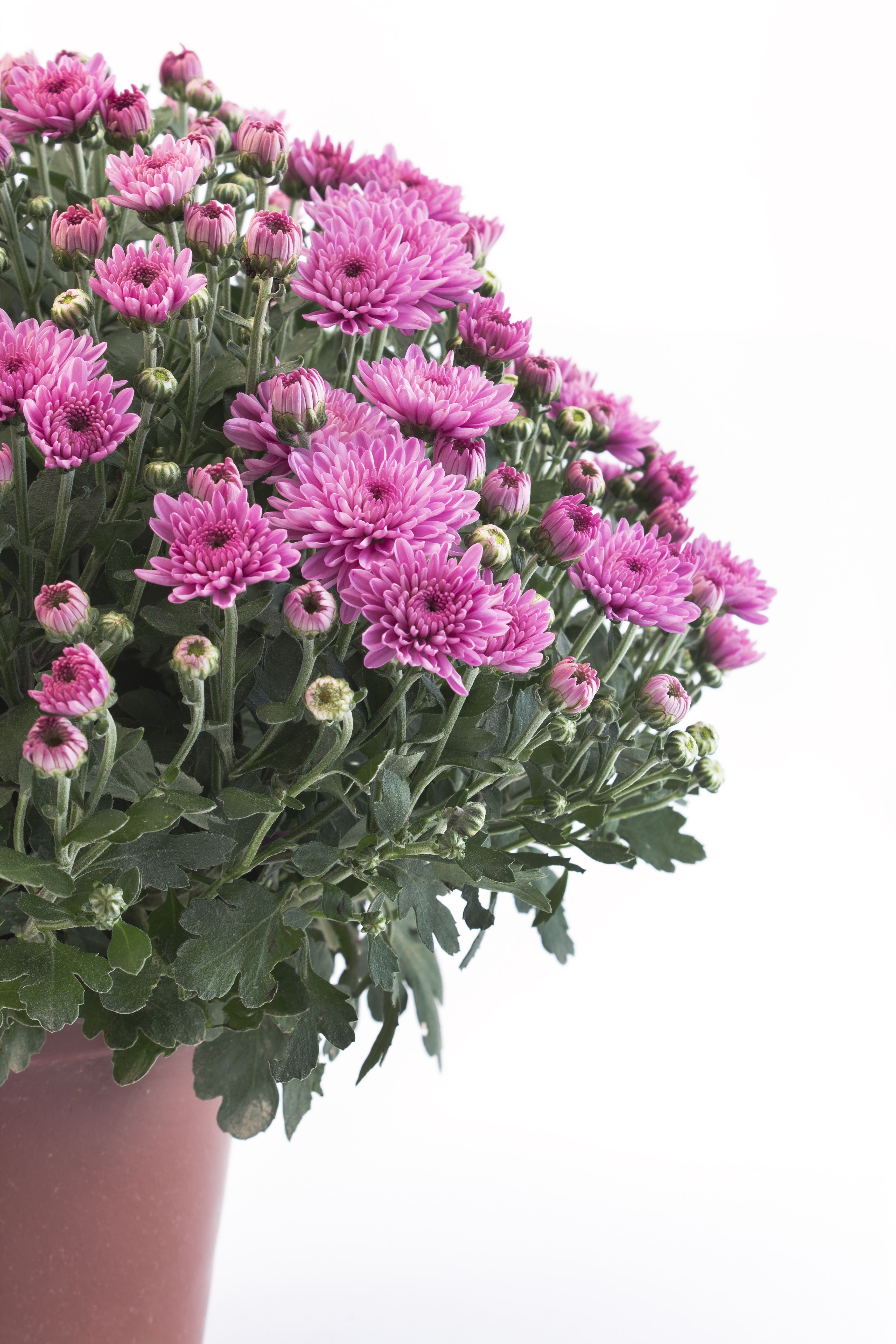 Learn to grow Potted Mums - Natalie Linda