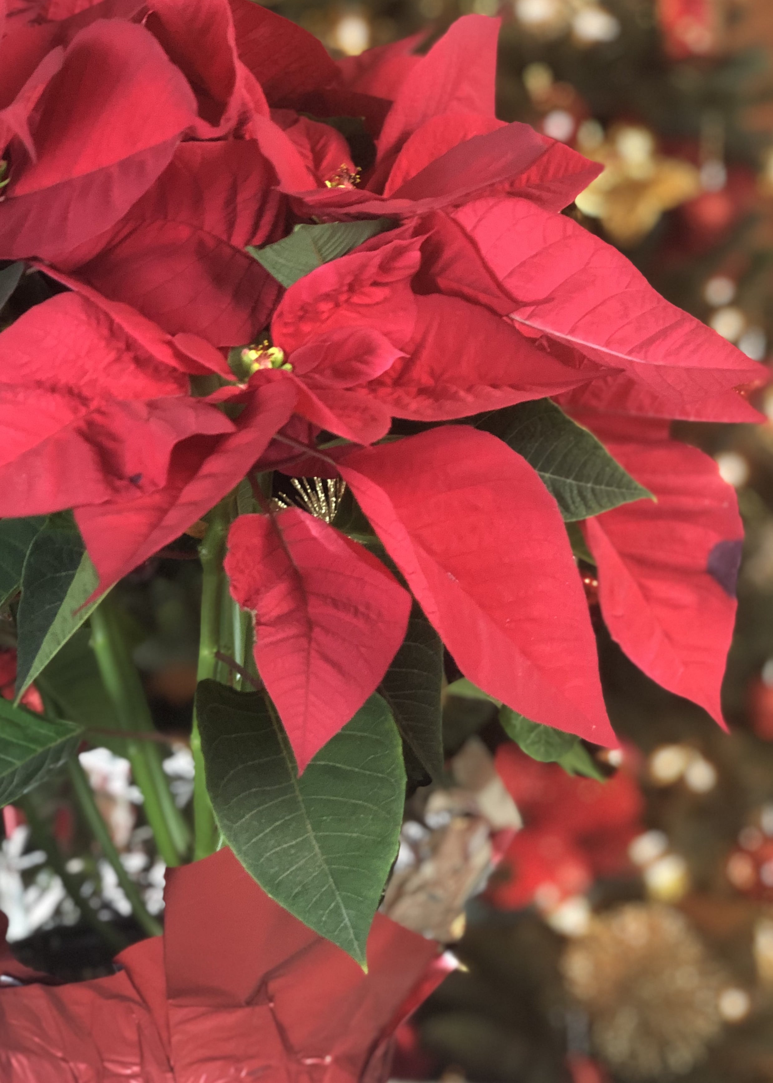 A healthy, red poinsettia plant wrapped in red foil.