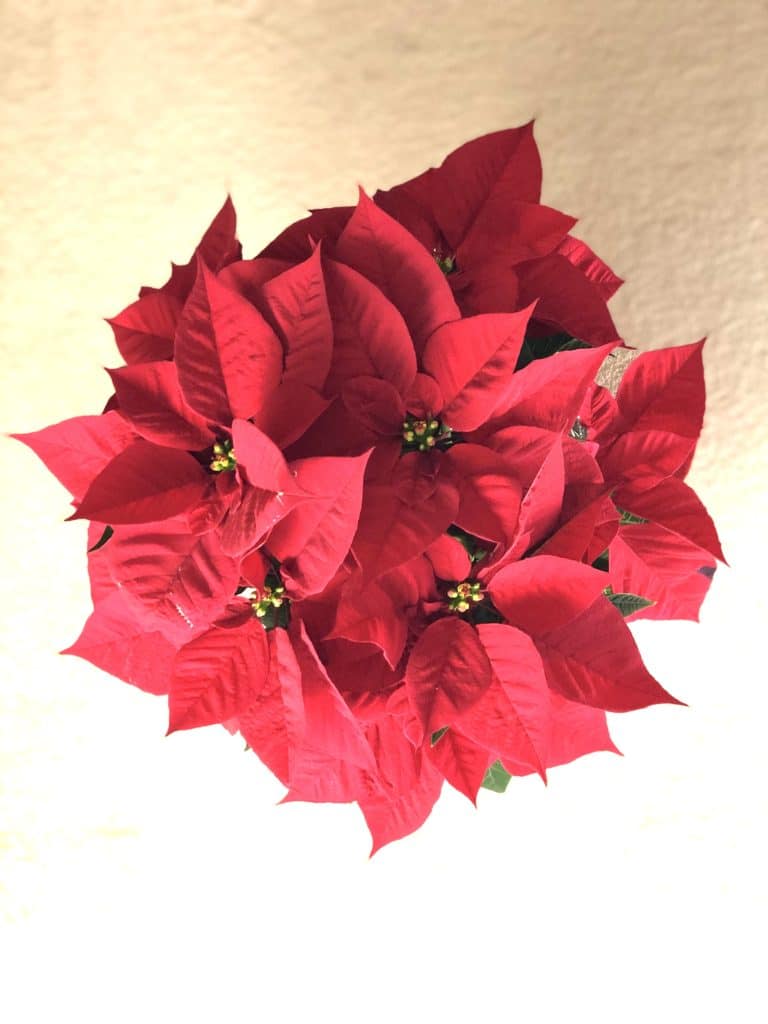 A top view shot of a healthy red poinsettia plant.