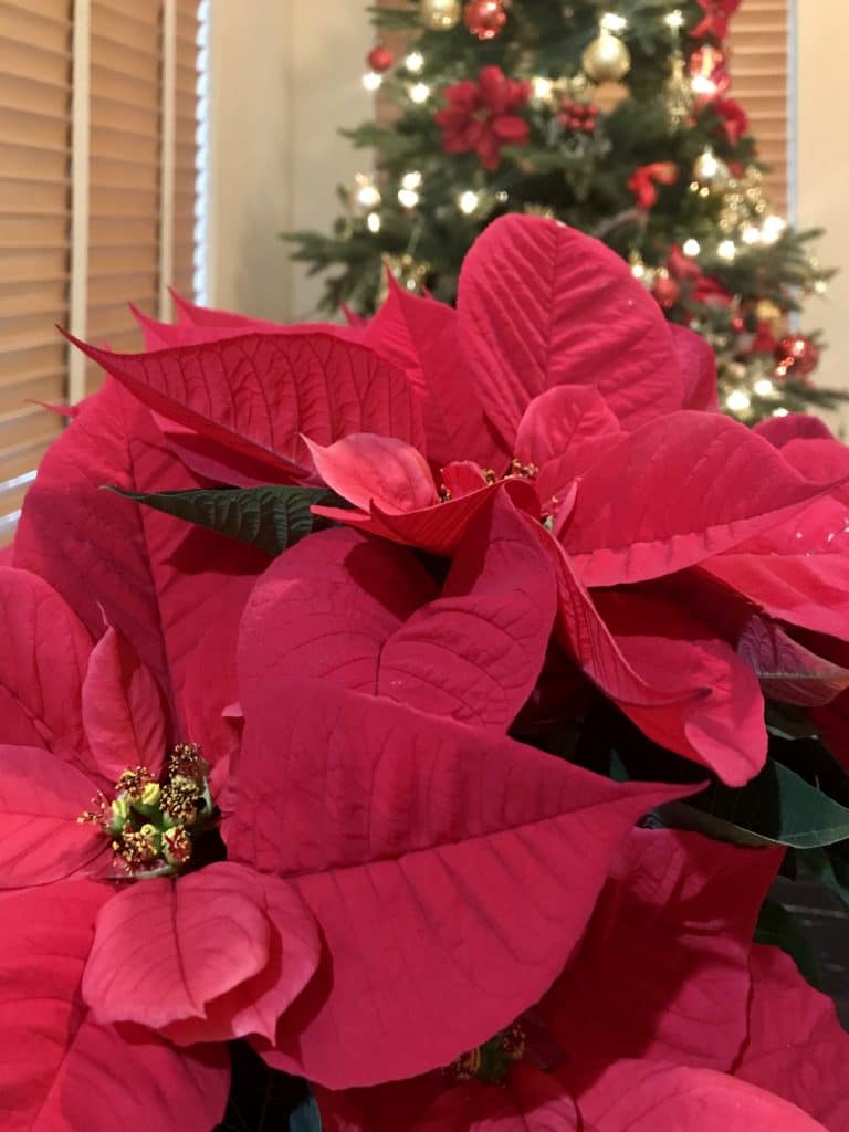 A close-up of red poinsettia leaves and yellow flowers.