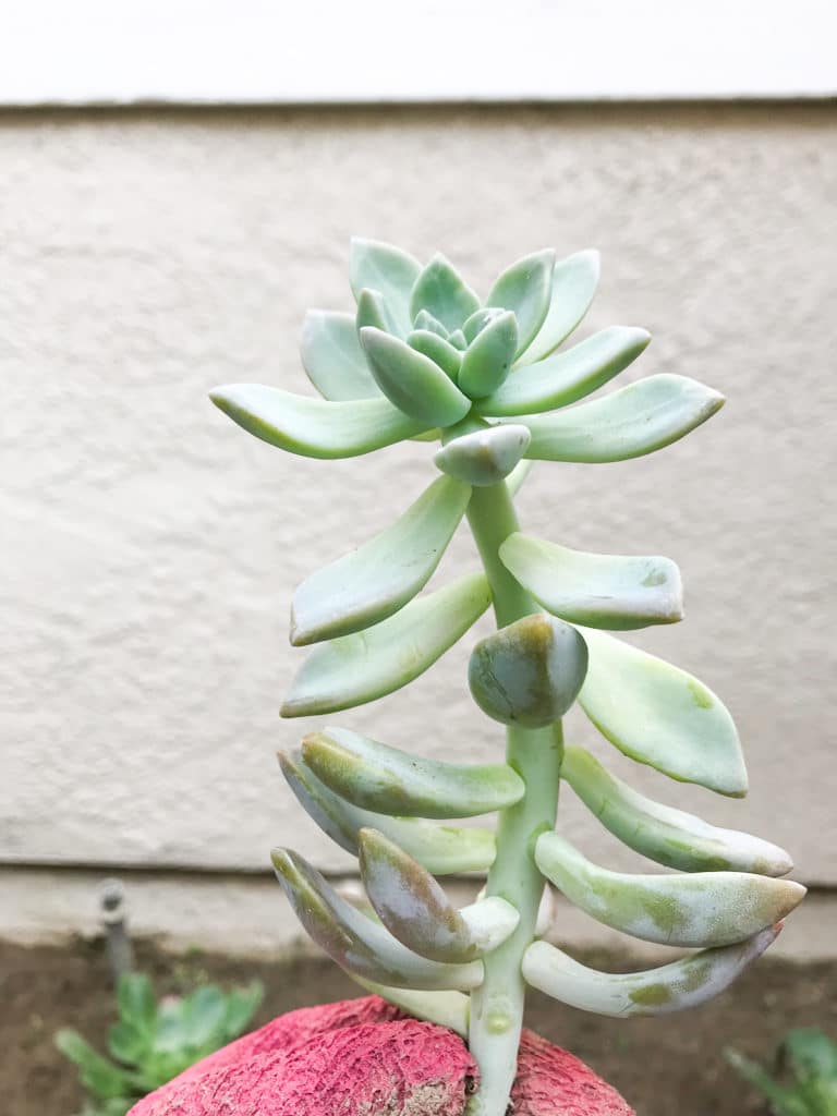 How to prevent stretch-out succulents