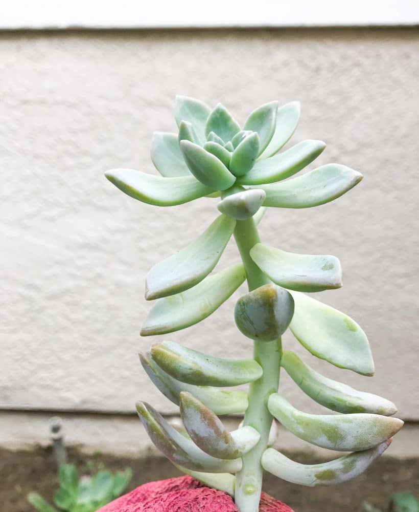 How to prevent stretch-out succulents