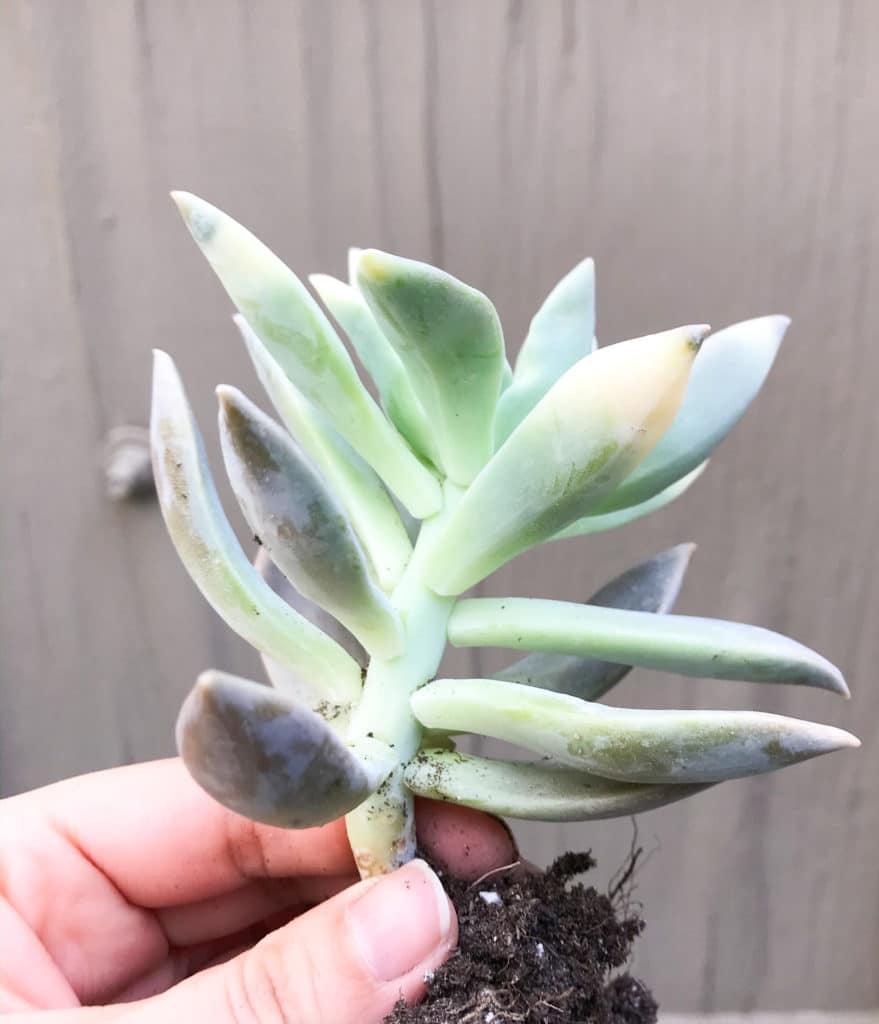 Learn why your succulents grew leggy and stretched-out!