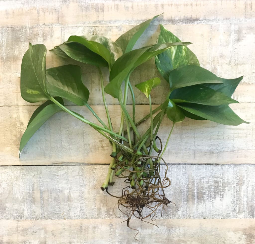 Several pothos leaves with a root system, cut from the vine of a pothos plant.