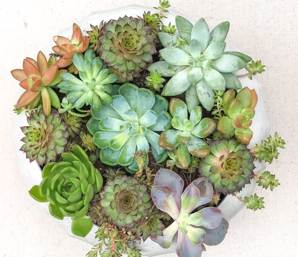 Top view of several colorful succulents planted in a white pot.
