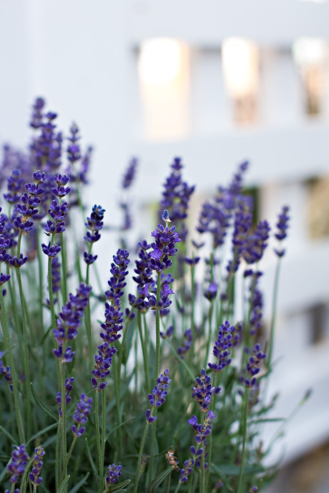 Lavender flower. Tiny dark-purple flowers that grow upright on thin green stems against white fence.