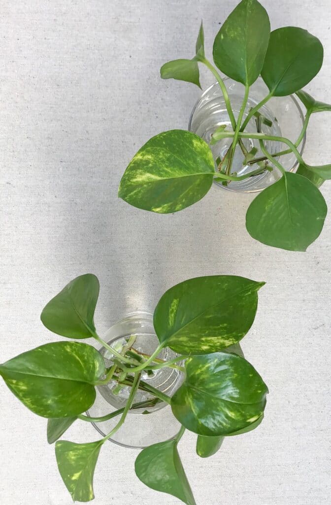 Pothos stems in glasses of water as part of the pothos plant propagation process.