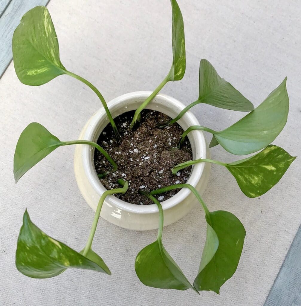 Propagated pothos leaves and stems planted into a pot of fresh soil.