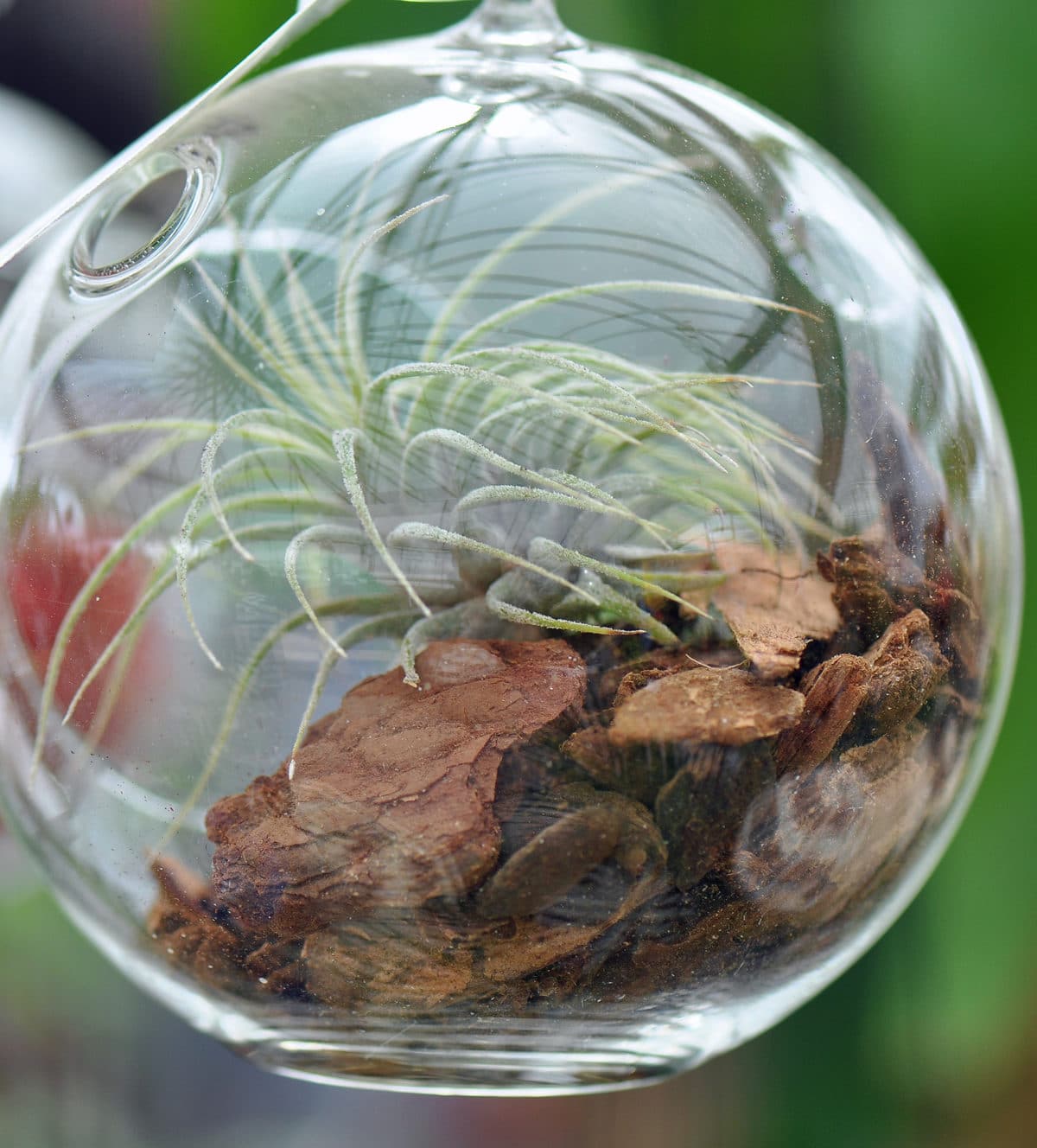Learn how to care for air plants!