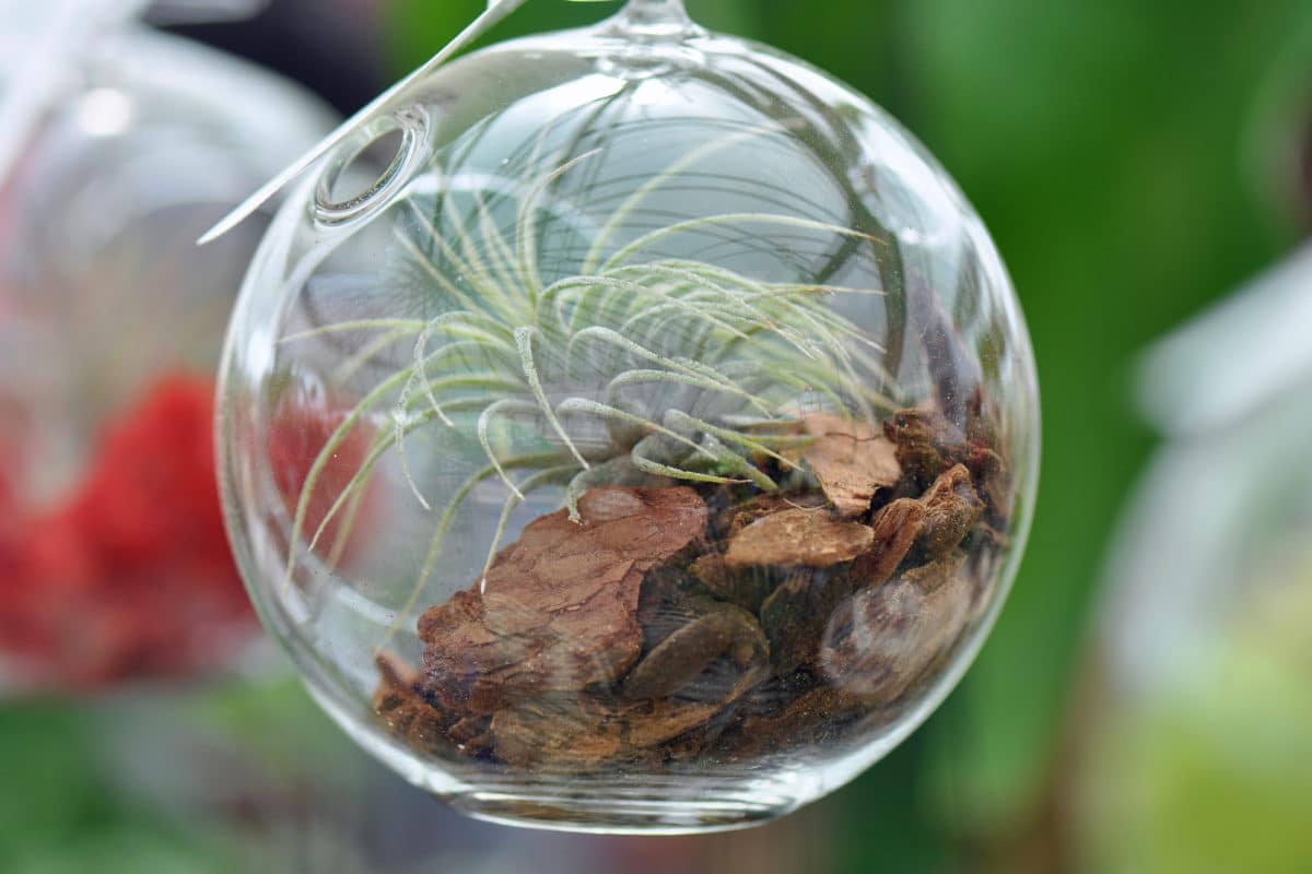 Learn how to care for air plants!