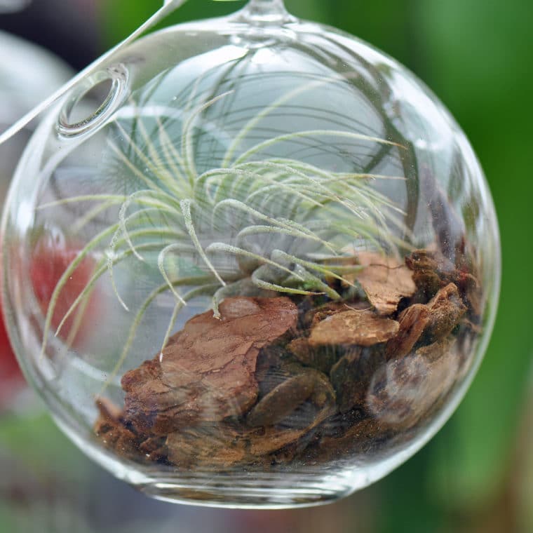 Learn how to care for air plants!