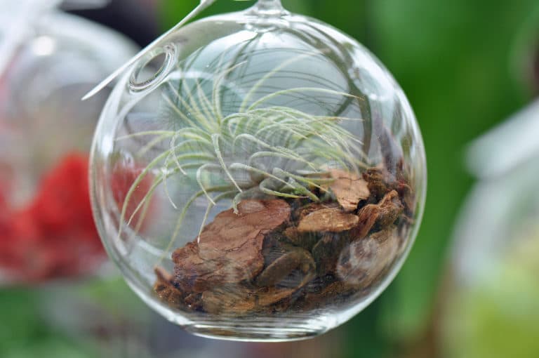 Learn how to care for air plants!