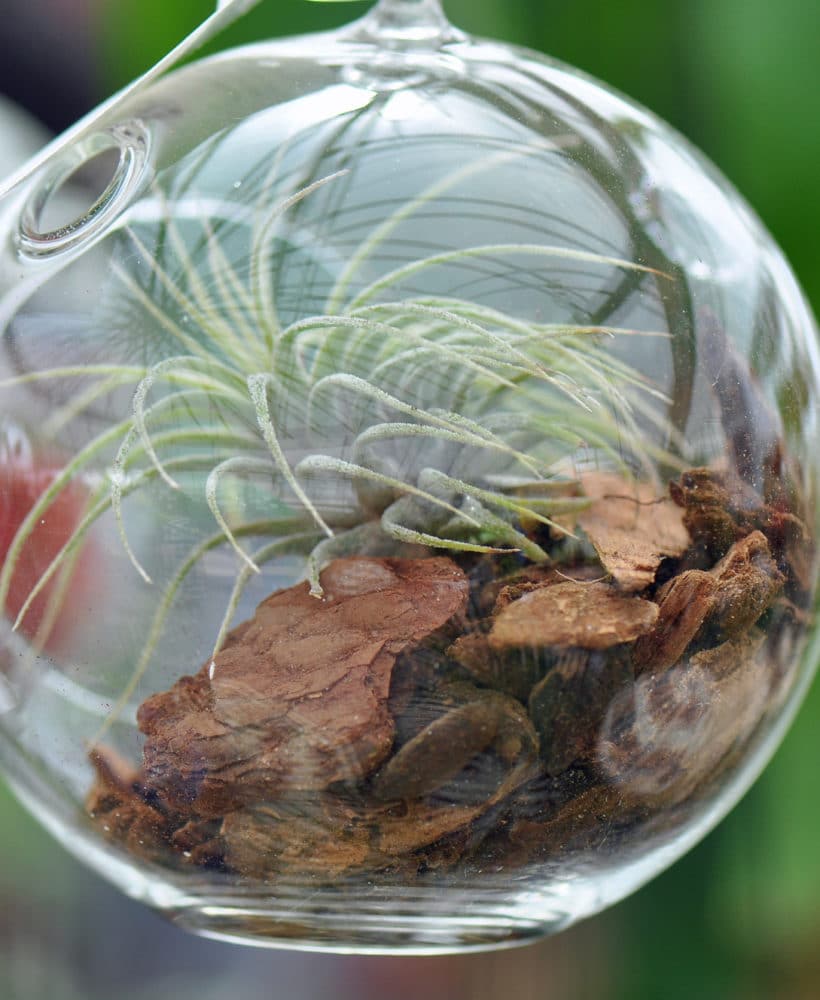 Learn how to care for air plants!