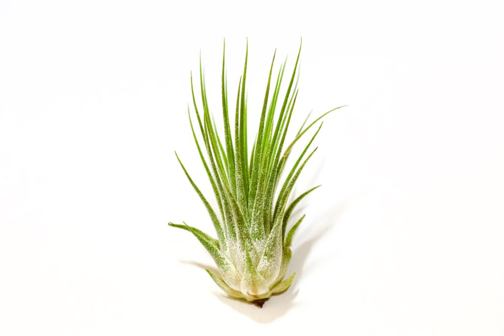 A single, green air plant