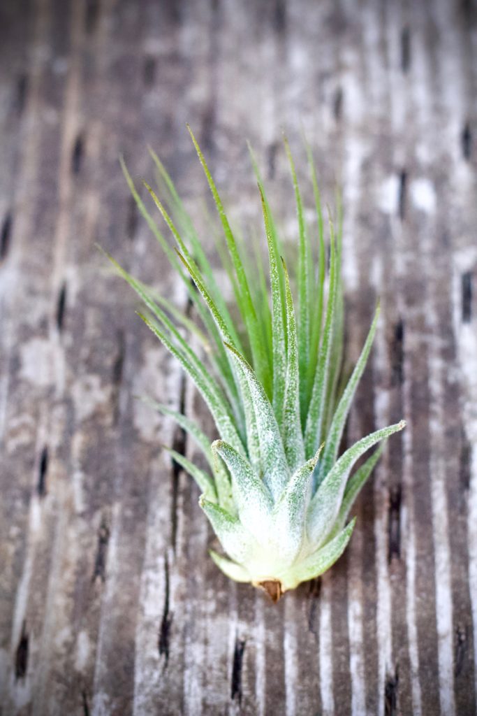 Air plants are easy to care for and great for beginners! 