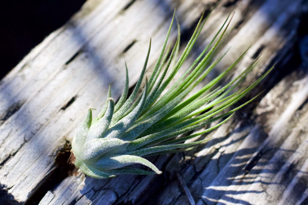 This air plant is getting filtered sunlight 