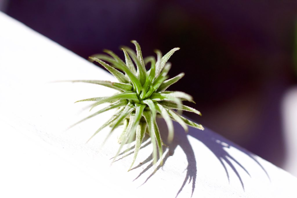 Air plant getting direct sunlight
