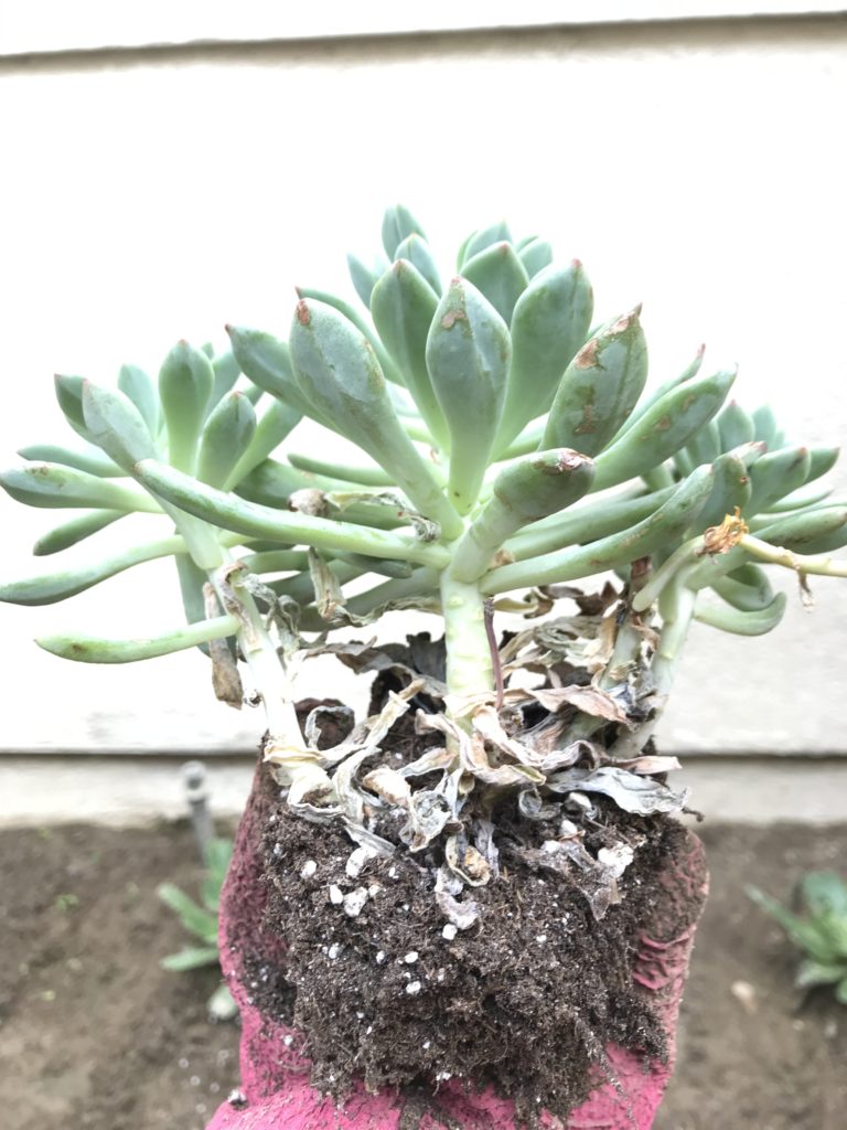 Brown leaves on succulents