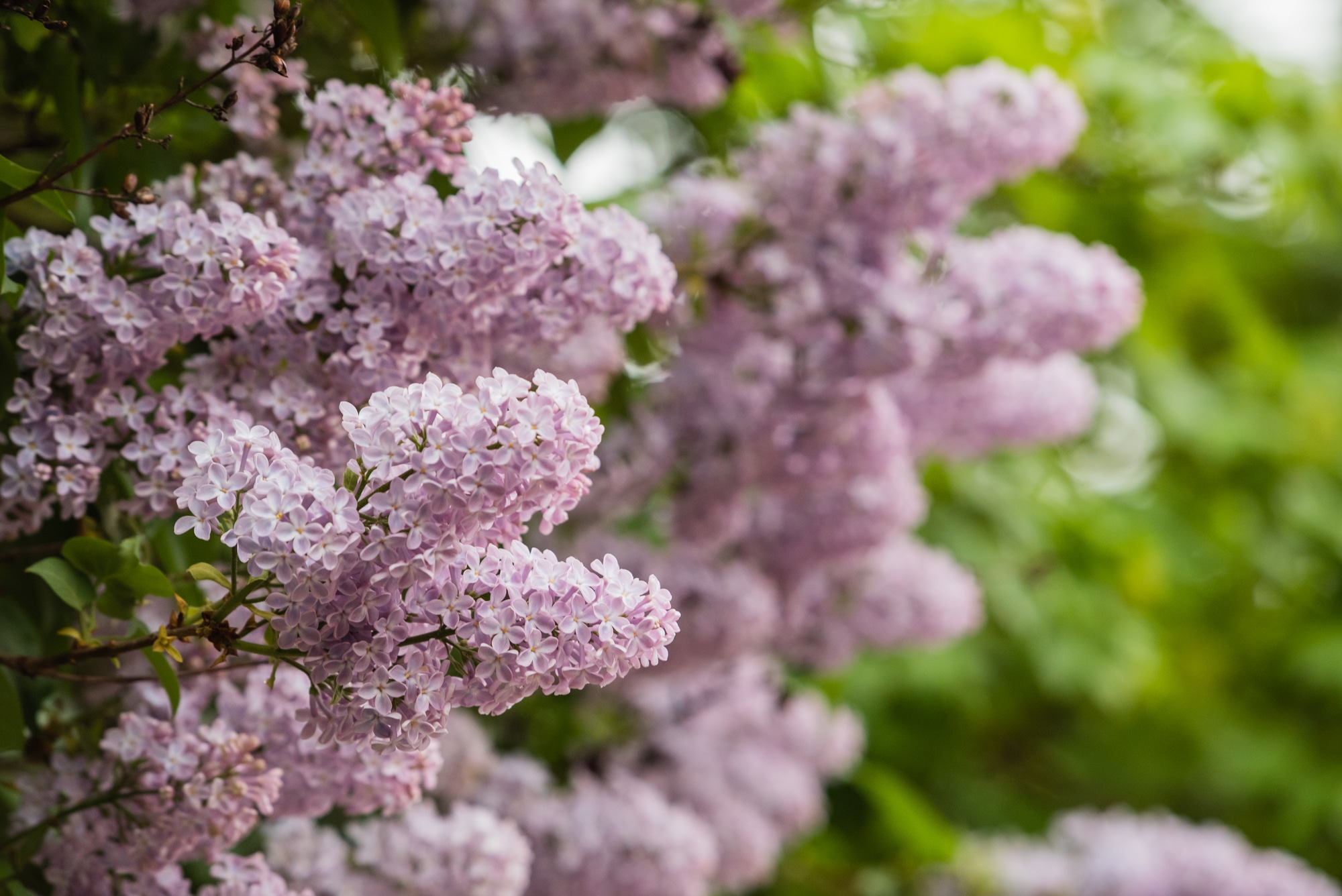 Image of Lilac bush in springtime