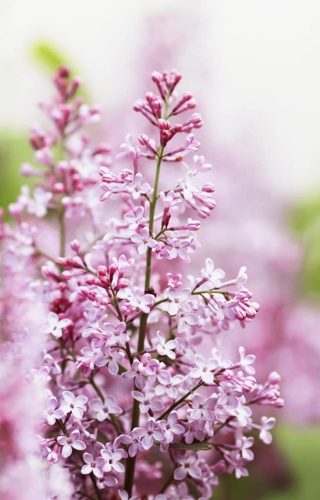 Learn how to care for lilacs with these lilac bush care tips!