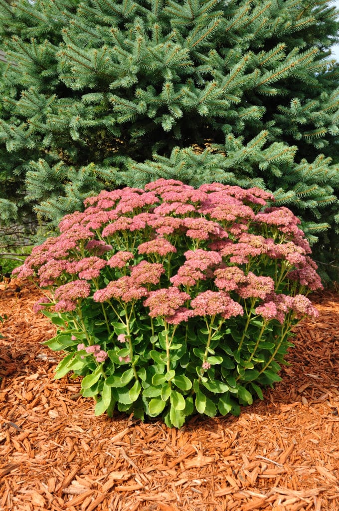 Autumn Sedume makes a low-maintenance Fall perennial for the garden!