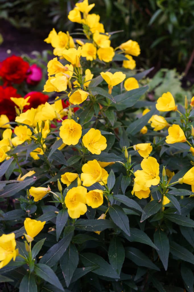 15 Full-Sun Perennials for Your Garden - Natalie Linda