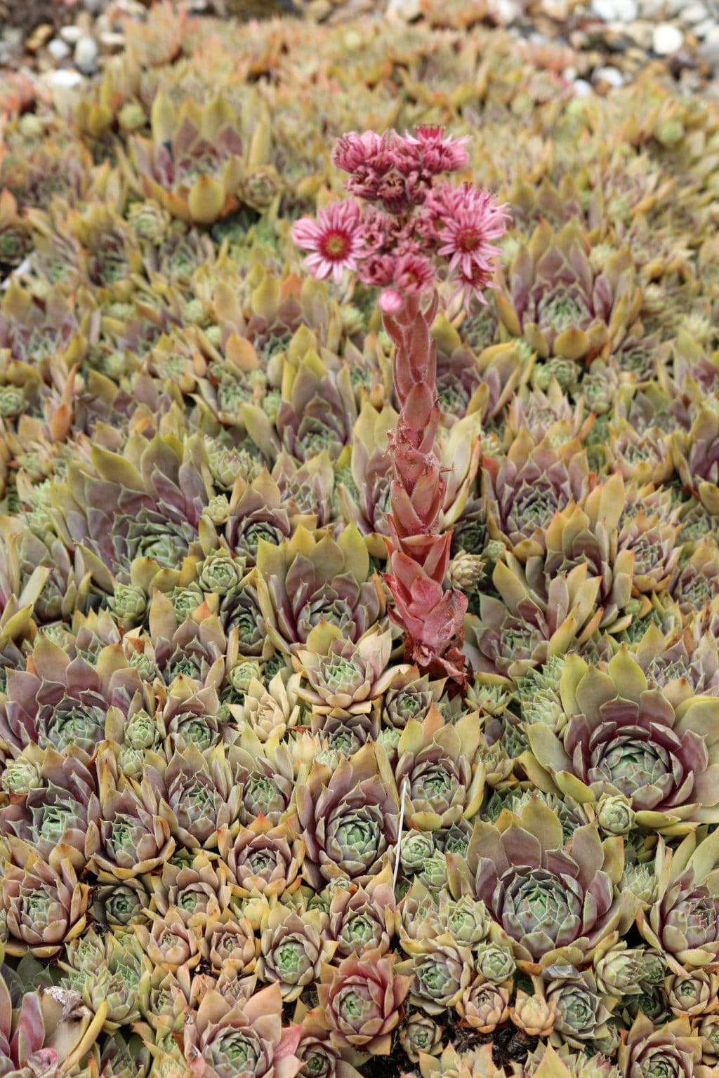 How to Care for Hens and Chicks Succulents - NATALIE LINDA