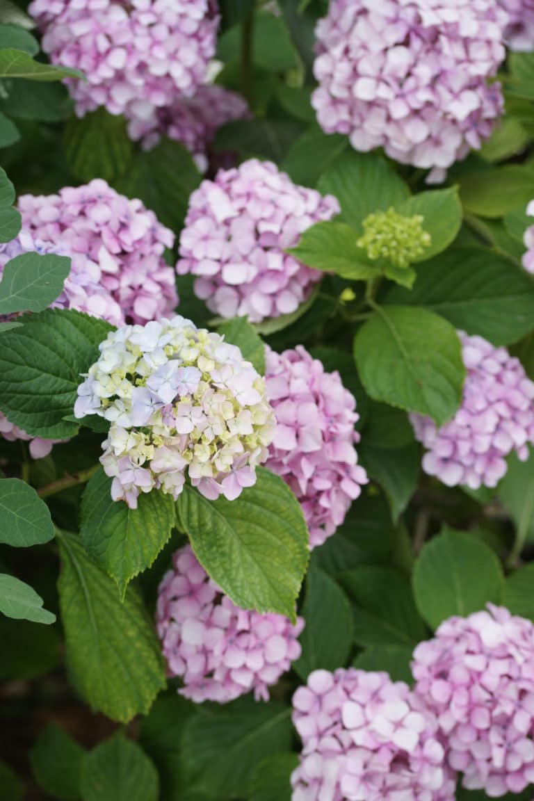 How To Grow Hydrangeas in Your Garden - Natalie Linda