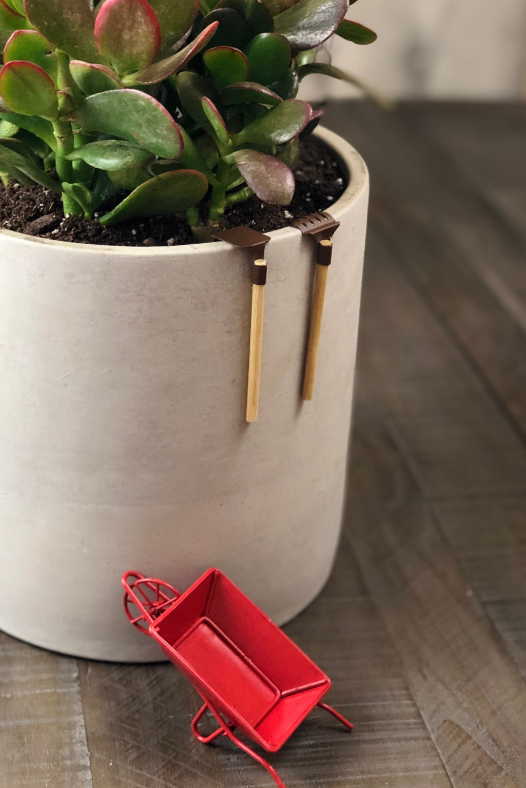 Succulent Care Tips for Beginners: The Ultimate Guide – NATALIE LINDA