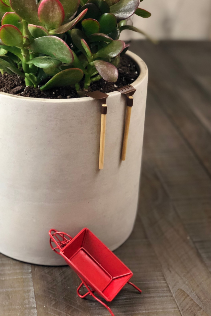 A dark green jade plant planted in a grey clay pot.