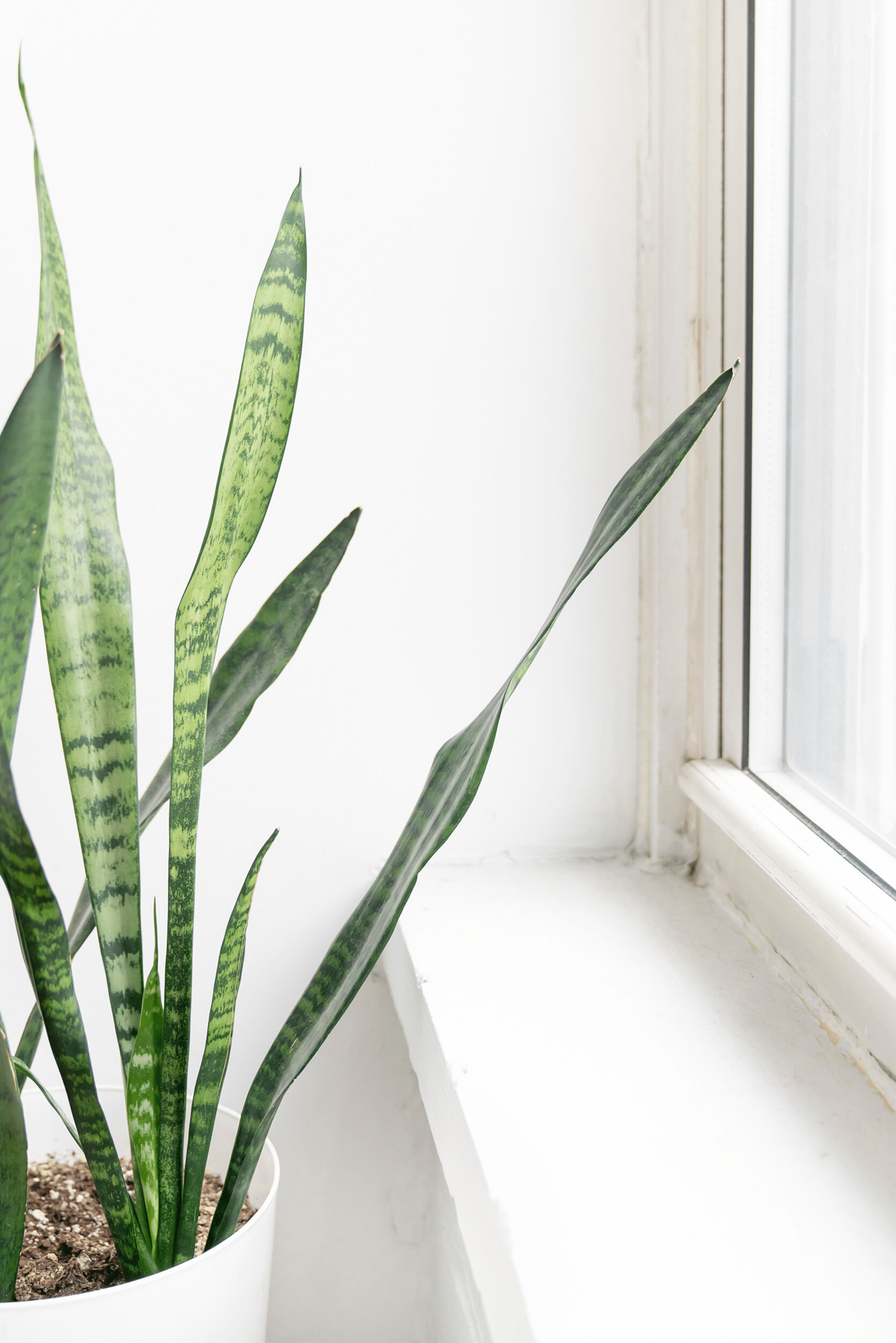 Snake Plant Care