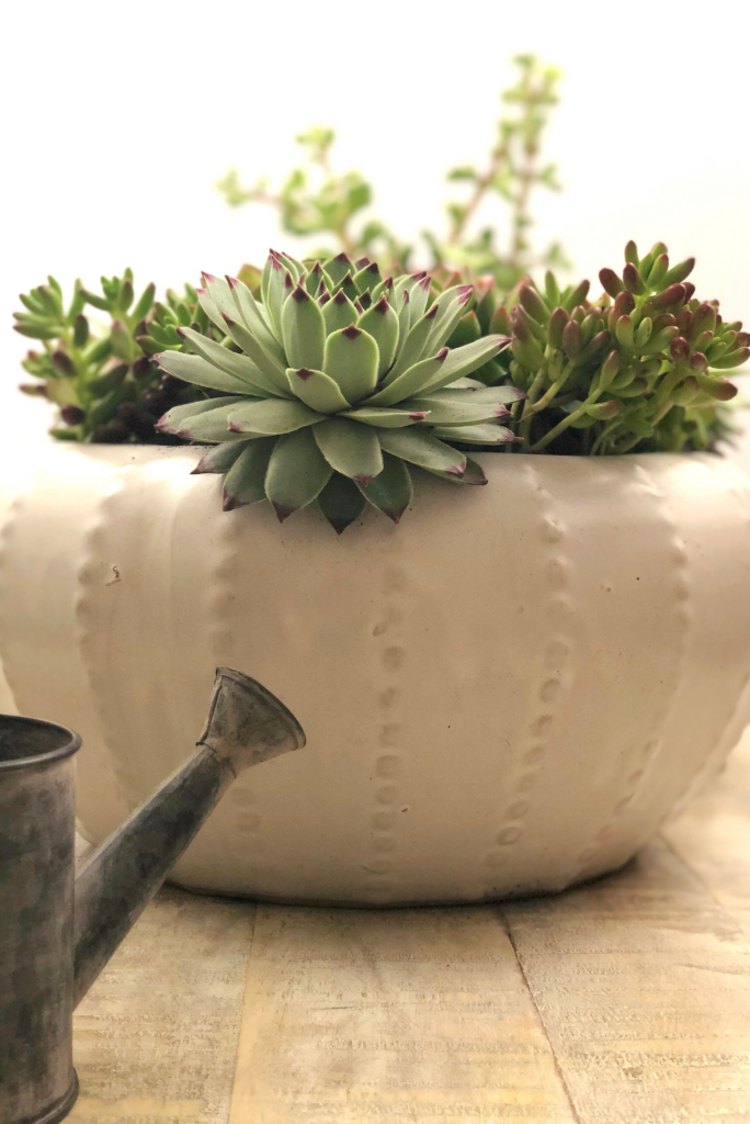 Succulents potted in a white decorative pot, sitting on a wooden table with a small watering can.