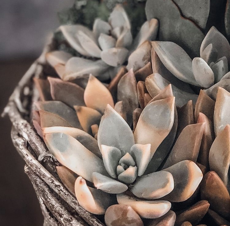 This multi-colored ghost plant succulent  maintains its grey and orange color in the sun.