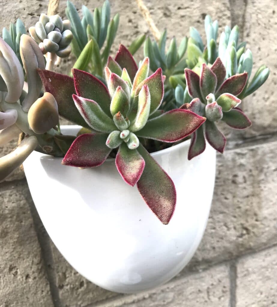 Why Do Succulents Turn Red? Top Reasons They Change Colors - Natalie Linda