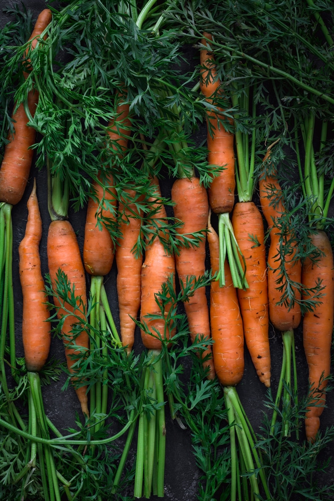 Carrot in containers