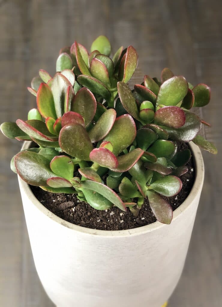 This potted jade plant features red tips only when its grown in direct sunlight. 