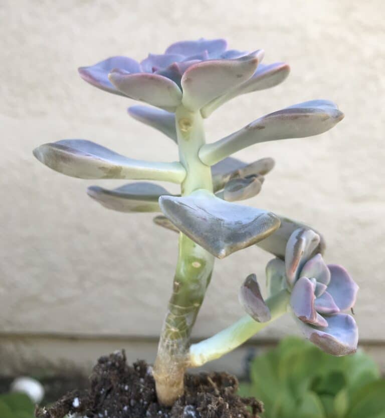 How to Fix Stretched Succulents + Why They Grow Leggy Natalie Linda