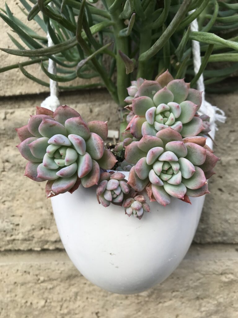 These small Echeverias turn pink when grown in full sun.