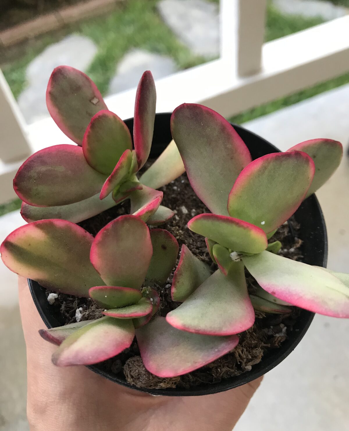 Find out why your succulents changed color!