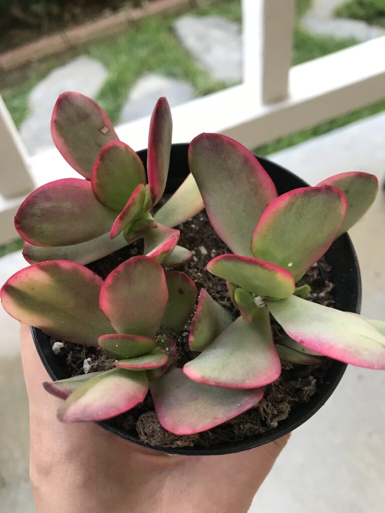 This Crassula jade plant features hot pink colored tips if kept in direct sunlight.