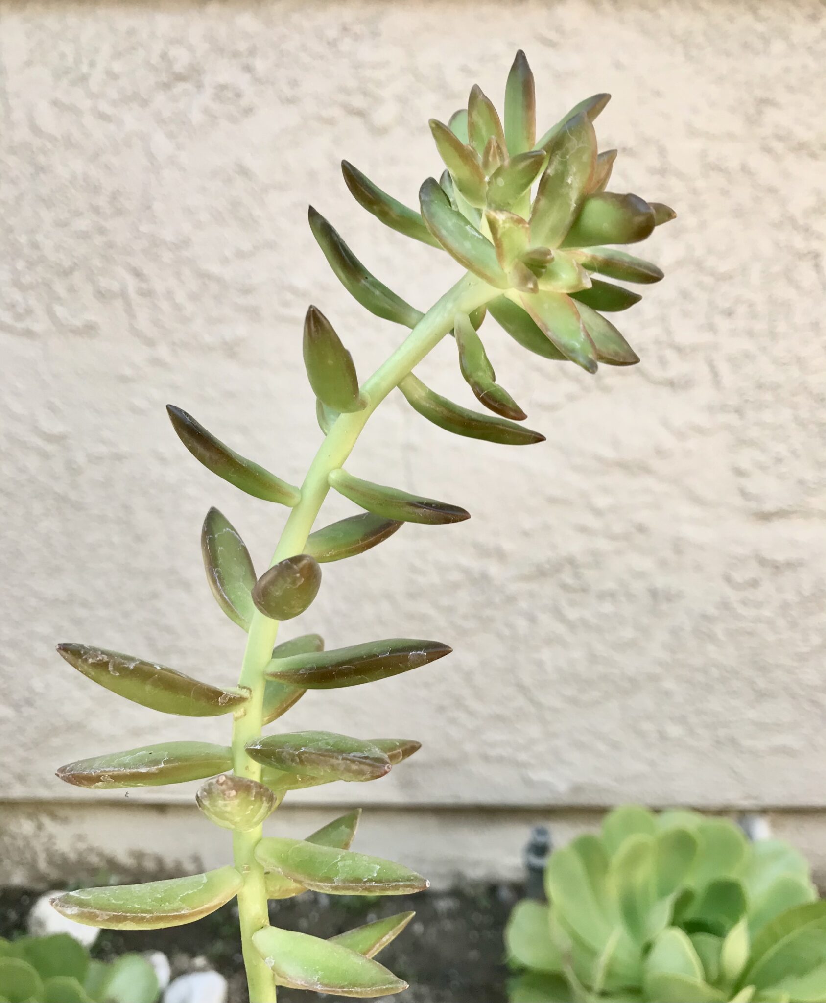 How to Fix Stretched Succulents + Why They Grow Leggy Natalie Linda