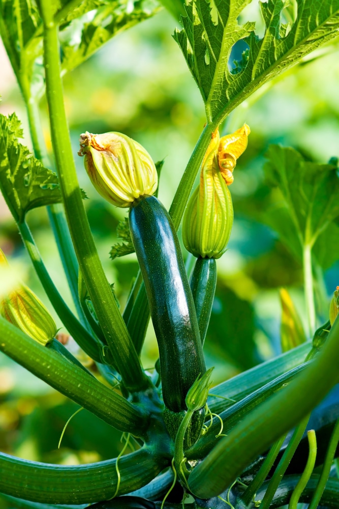 Zucchini trong Container