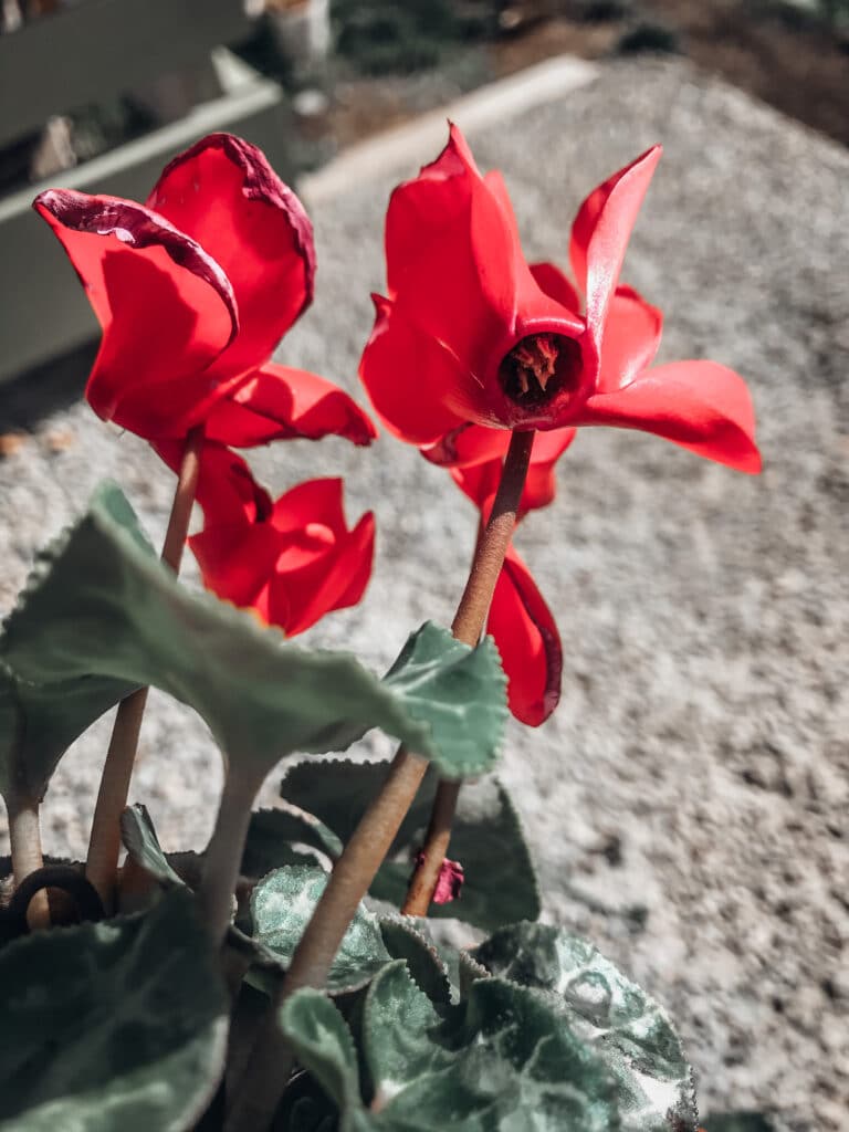 Learn  all about cyclamen care!