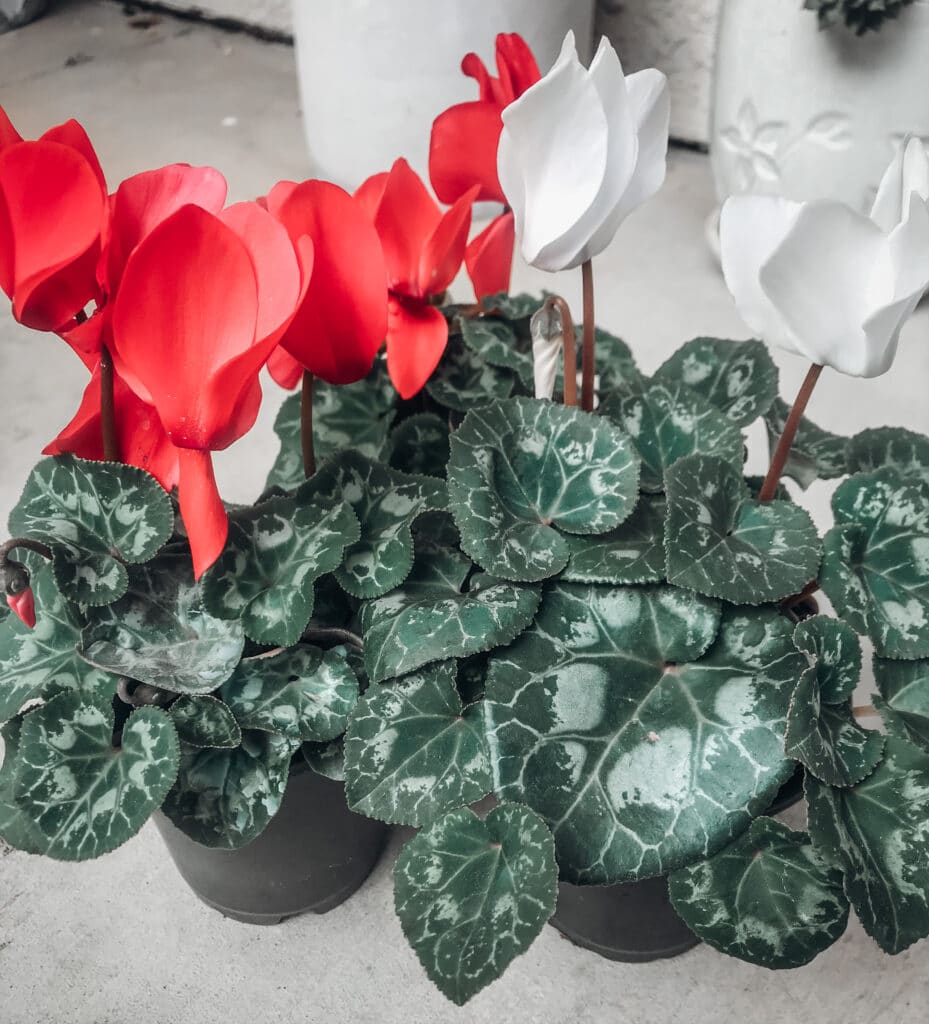 Learn how to take care for cyclamen!