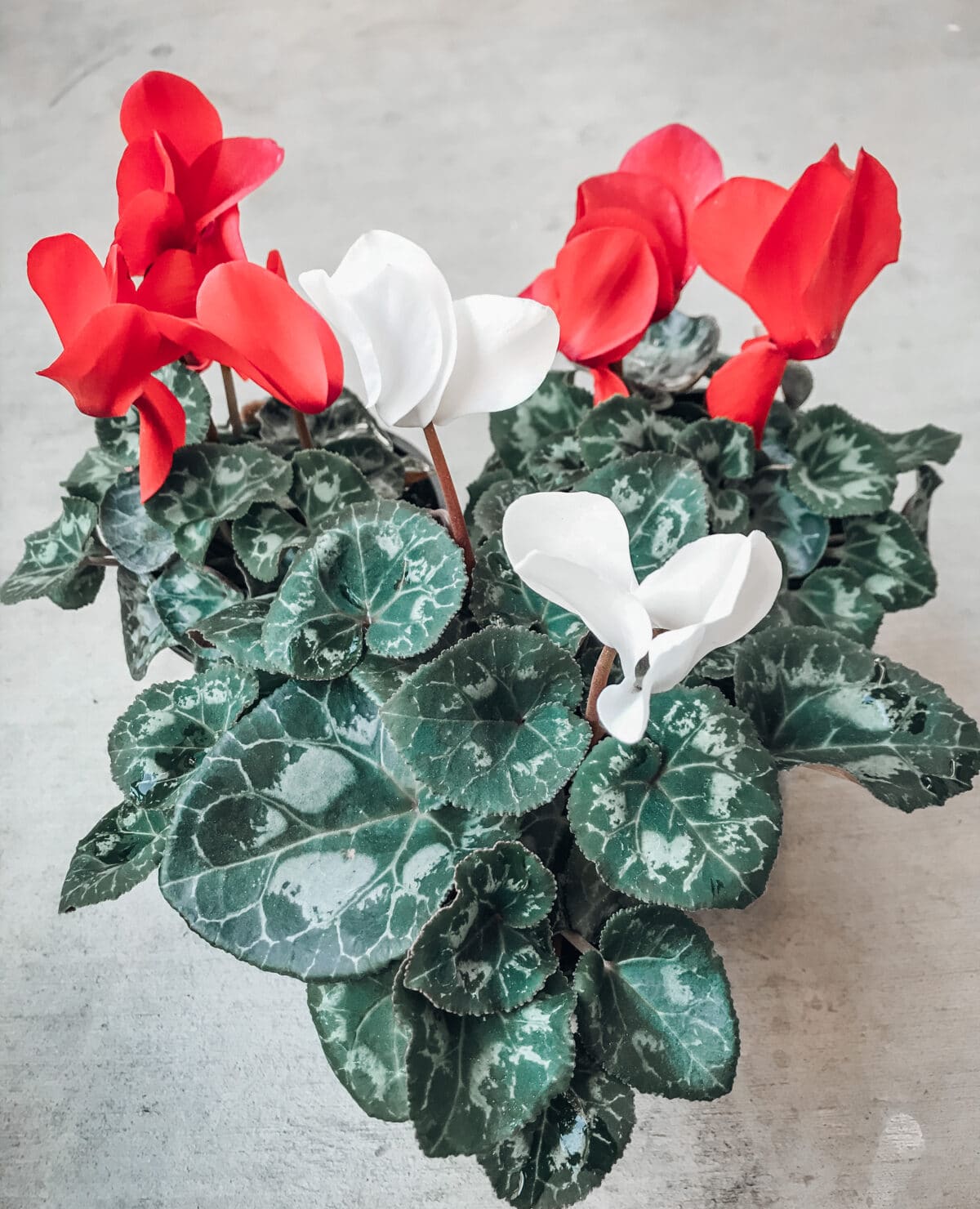 Learn all about cyclamen care with this post!