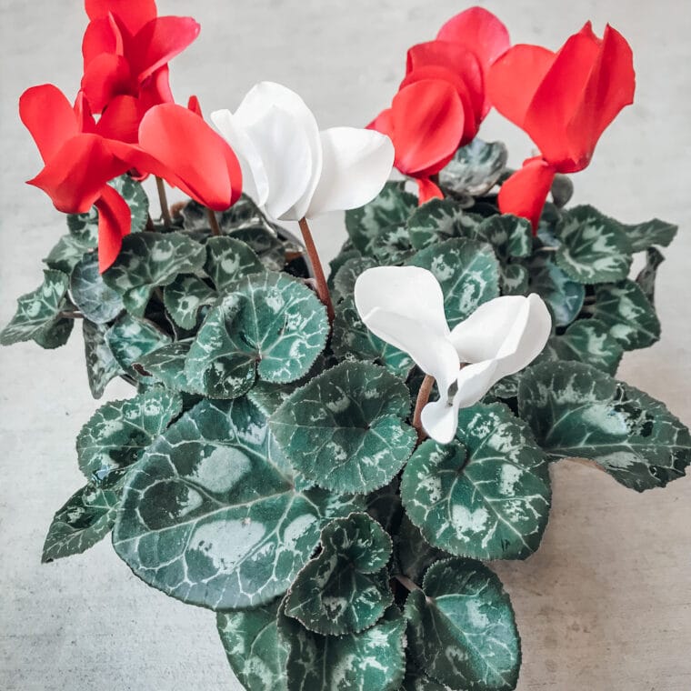Learn all about cyclamen care with this post!