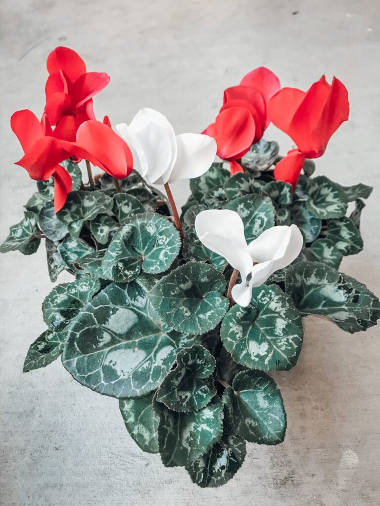 Learn all about cyclamen care with this post!