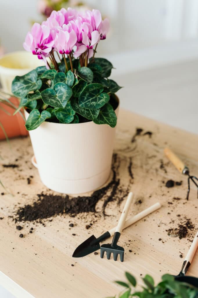 Learn how to care for your beautiful cyclamen plant with this helpful guide!