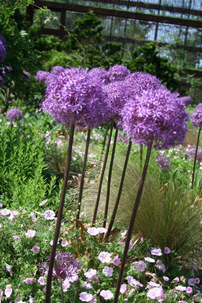 Learn how to grow alliums!