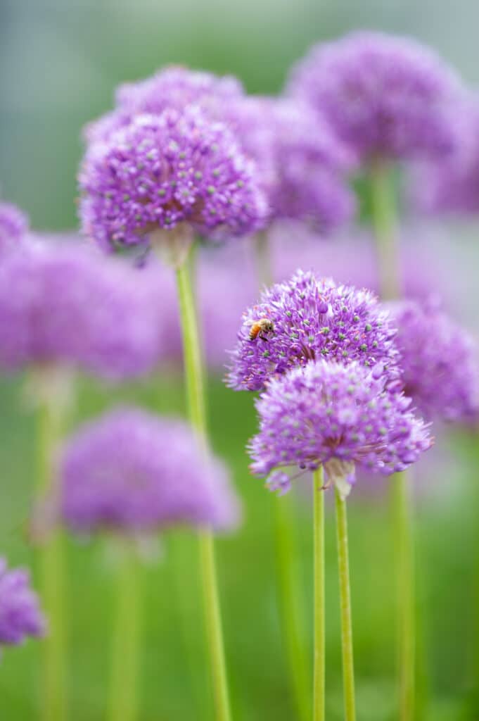 Large allium bulbs shaped like globes standing on thin green stems. 